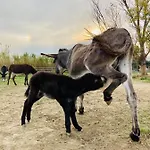 Asinerie Kuleni