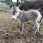 Asinerie Kuleni Penzion 3*