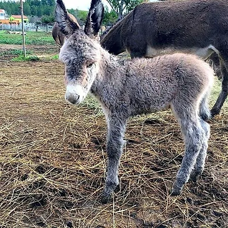 Asinerie Kuleni