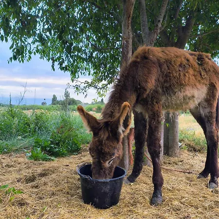 Asinerie Kuleni Ponteilla