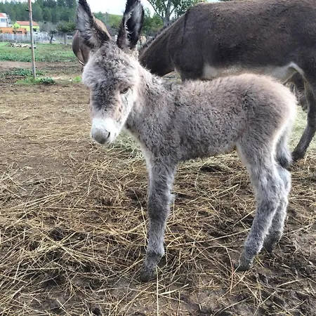 Asinerie Kuleni Pensión 3*