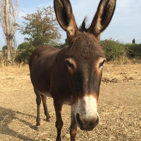 Asinerie Kuleni Casa de hóspedes